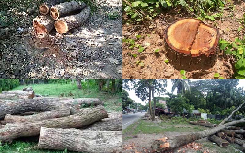 Amidst Illegal Felling of Approximately 800 Trees in Mulshi