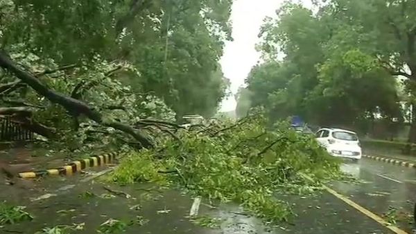 Sudden Rainstorm Hits Pune; Multiple Incidents of Falling Trees and Branches