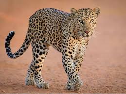 Leopard Attack in Shirur Taluka Claims Life of 11-Year-Old Boy