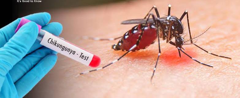 State Government Ramps Up Efforts as Chikungunya Cases Surge, Orders Genetic Sequencing to Track Virus Mutation